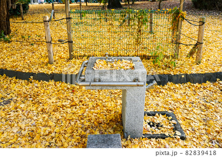 黄色く染まったイチョウに囲まれた芝公園の水飲み場（東京都港区芝公園） 82839418