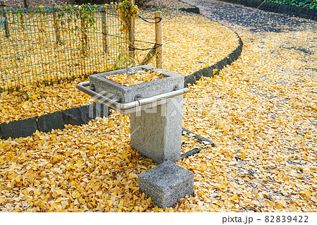 黄色く染まったイチョウに囲まれた芝公園の水飲み場（東京都港区芝公園） 82839422