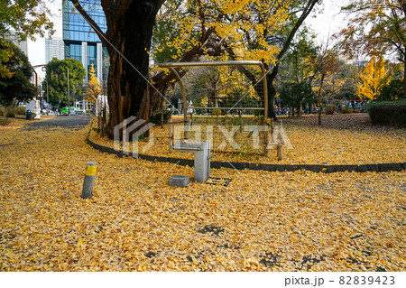 黄色く染まったイチョウに囲まれた芝公園の水飲み場（東京都港区芝公園） 82839423