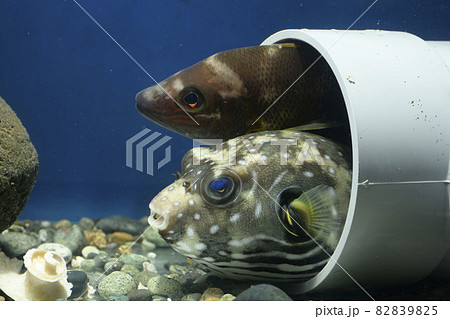 サザナミフグ フグ フエフキダイ 魚 サザナミフグ フグ フエフキダイ 魚 82839825