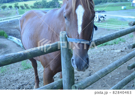 正面からの馬 82840463