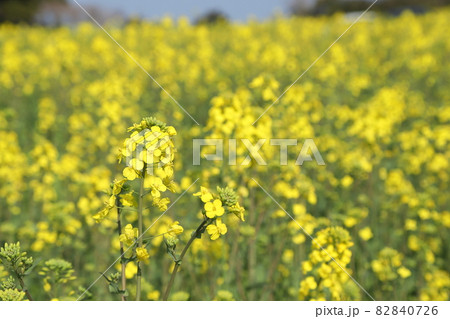 大分県豊後高田市・長崎鼻の菜の花 82840726