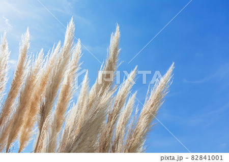 パンパスグラス・秋の訪れイメージ 82841001