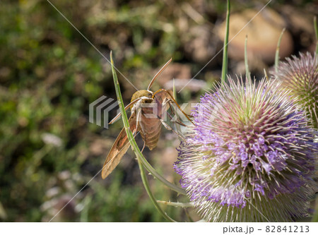 moth extracting nectar from a thistle 82841213