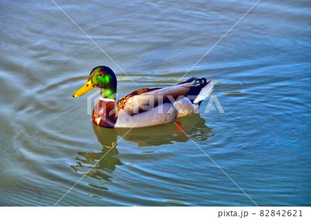a beauty mallard 82842621