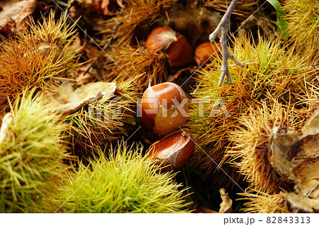 地面に落ちた野生のクリ 82843313