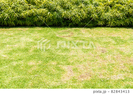 Green grass backyard background on sunny day Green grass backyard background on sunny day 82843413