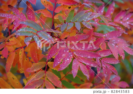 涸沢カールの紅葉 82843583