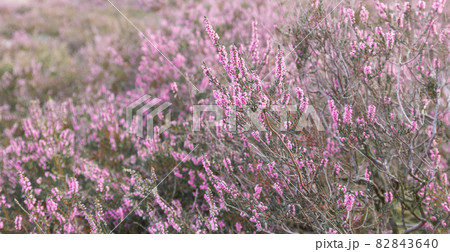 Common Heather Flowers, Calluna vulgaris, Lueneburg Heath, Germany 82843640