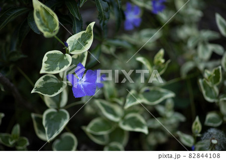 ツルニチニチソウ ツルニチニチソウ 82844108