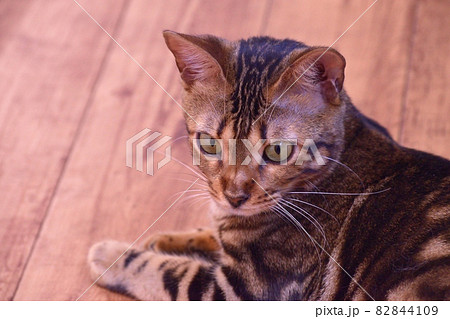 ベンガル猫（十二か月メス）210920pm3:08 82844109