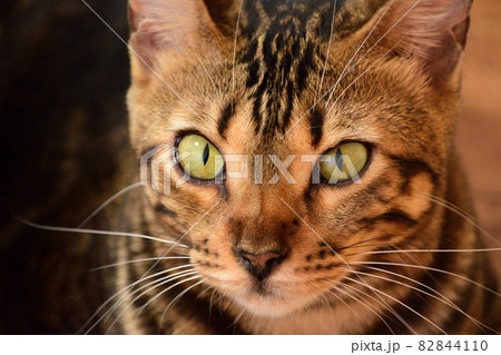 ベンガル猫（十二か月メス）210920pm3:07 82844110