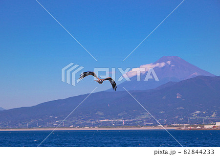 静岡・沼津から望む富士とトビ(トンビ、鳶) 静岡・沼津から望む富士とトビ(トンビ、鳶) 82844233