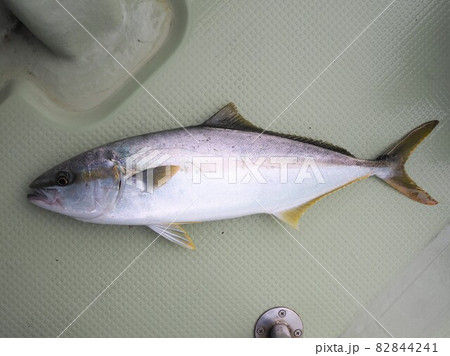 ヒラマサ ヒラマサ 82844241