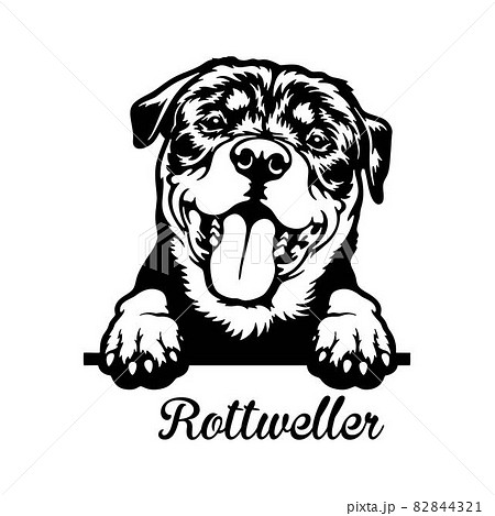 Rottweiler Peeking Dog - head isolated on white 82844321
