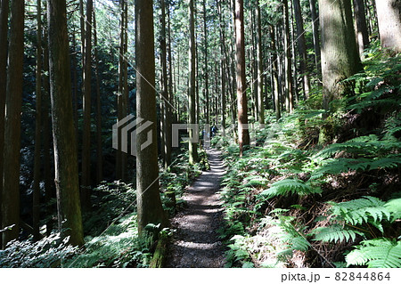 2021年10月3日、埼玉県飯能市の棒ノ折山の登山 2021年10月3日、埼玉県飯能市の棒ノ折山の登山 82844864