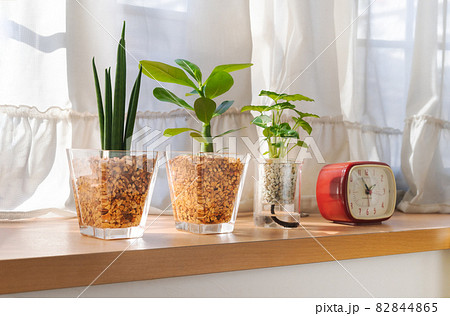日のあたりの良い窓際に置かれた観葉植物 日のあたりの良い窓際に置かれた観葉植物 82844865