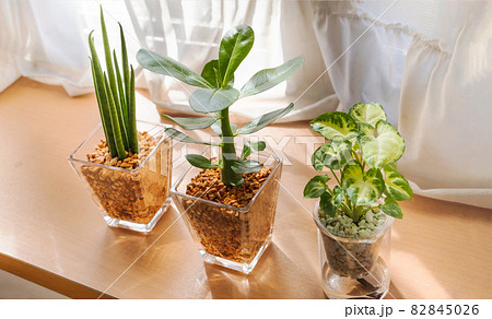 日のあたりの良い窓際に置かれた観葉植物 82845026