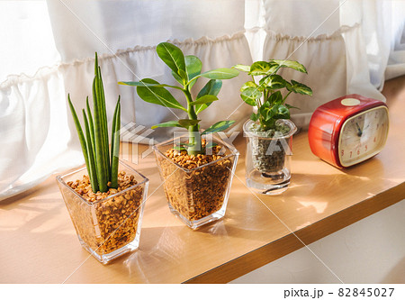日のあたりの良い窓際に置かれた観葉植物 日のあたりの良い窓際に置かれた観葉植物 82845027