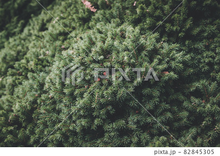 Beautiful blooming green flora in garden, summer background 82845305