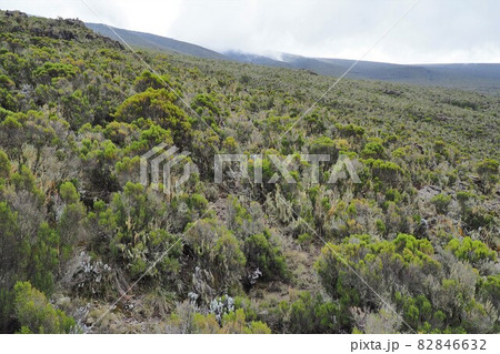 キリマンジャロ登山	 82846632