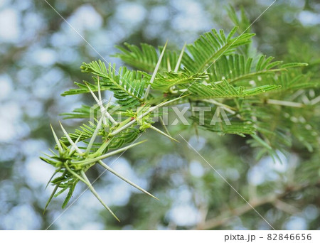 アカシア 82846656