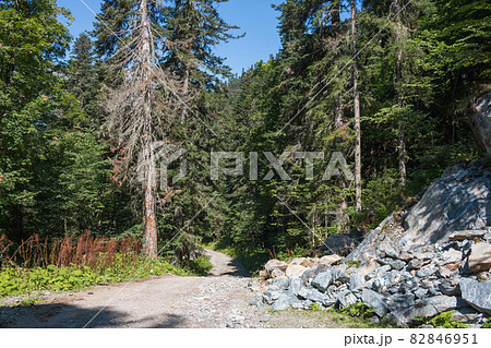 View forest scenes in national park Dombai, Caucasus, Russia, Europe View forest scenes in national park Dombai, Caucasus, Russia, Europe 82846951