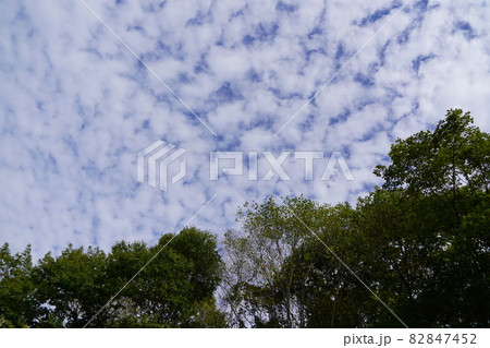 秋の澄み切った空に突如ウロコ雲が出現しました 秋らしい空だなぁと感じました の写真素材