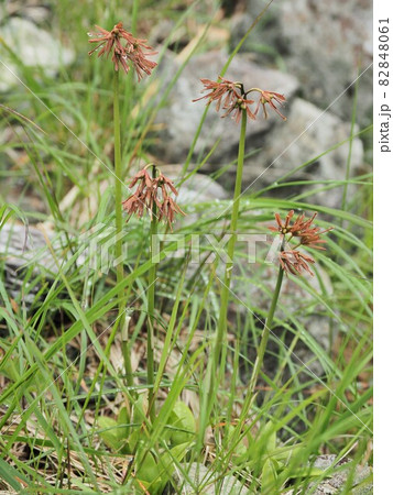高山植物・ショウジョウバカマ 高山植物・ショウジョウバカマ 82848061
