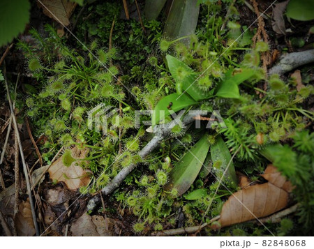 食虫植物・モウセンゴケ 食虫植物・モウセンゴケ 82848068