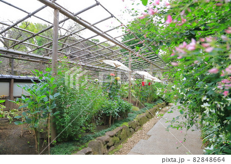 上野東照宮ぼたん苑 秋のダリア展 ダリアと紅白のハギ 上野東照宮ぼたん苑 秋のダリア展 ダリアと紅白のハギ 82848664