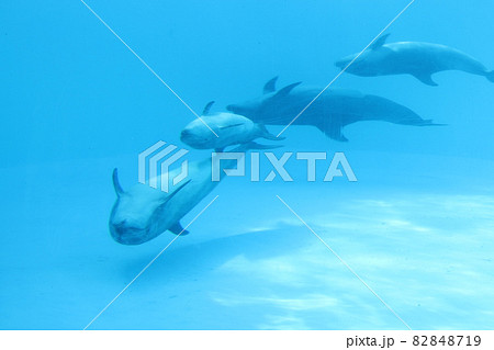 水槽の中を泳いでいるイルカ 82848719