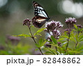 1,000km以上も海を越えて旅をする渡り蝶”アサギマダラ”。未だその生態は解明されていません。 82848862