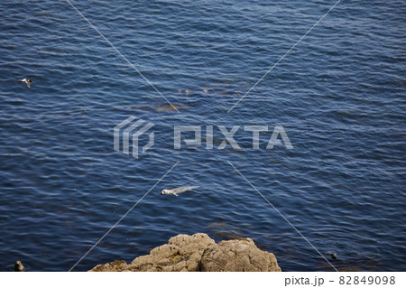curious seals approaching the coast of Saltee Island. Wexford. Ireland curious seals approaching the coast of Saltee Island. Wexford. Ireland 82849098