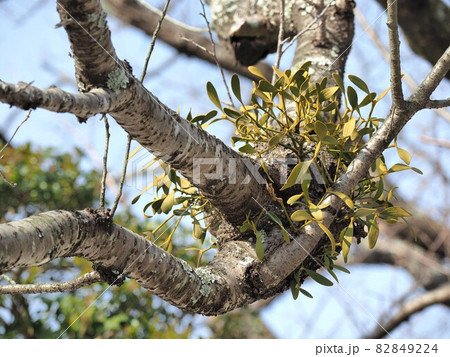 ヤドリギ 82849224