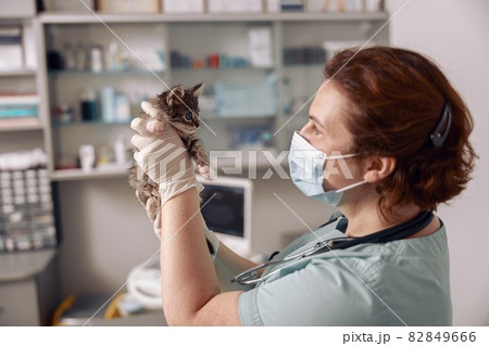 Veterinarian in mask looks at cute little tabby kitten at appointment in hospital 82849666