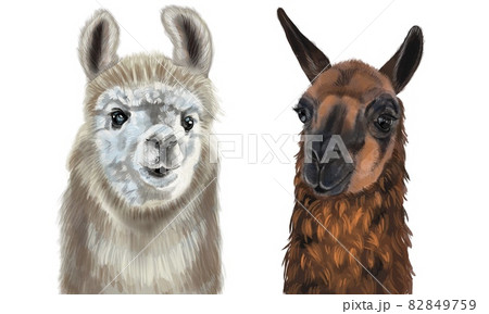 Watercolor portrait of the Lama. Alpaca illustration. Isolated on a white background Watercolor portrait of the Lama. Alpaca illustration. Isolated on a white background 82849759