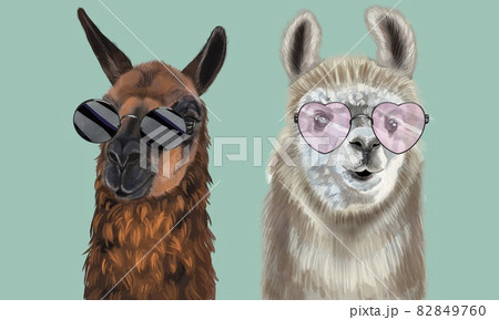 Watercolor portrait of the Lama. Alpaca illustration. Isolated on a white background 82849760