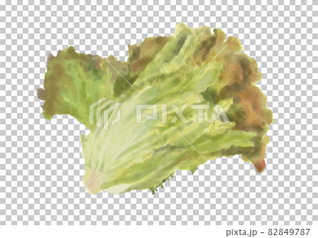 陽光生菜 82849787