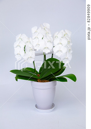 ミニ胡蝶蘭「しらさぎ」 82849909