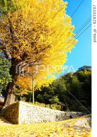 釈迦堂の銀杏の紅葉【香川県三豊市財田町】 釈迦堂の銀杏の紅葉【香川県三豊市財田町】 82850597