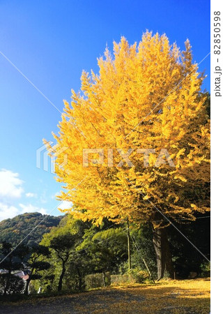 釈迦堂の銀杏の紅葉②【香川県三豊市財田町】 釈迦堂の銀杏の紅葉②【香川県三豊市財田町】 82850598