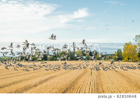 A big flock of barnacle gooses is sitting on a field and flying above it. Birds are preparing to migrate south. September 2019, Finland 82850648