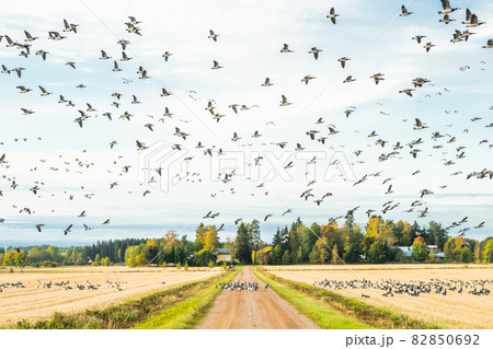 A big flock of barnacle gooses is sitting on a field and flying above it. Birds are preparing to migrate south. September 2019, Finland A big flock of barnacle gooses is sitting on a field and flying above it. Birds are preparing to migrate south. September 2019, Finland 82850692
