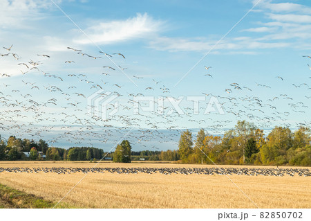 A big flock of barnacle gooses is sitting on a field and flying above it. Birds are preparing to migrate south. September 2019, Finland A big flock of barnacle gooses is sitting on a field and flying above it. Birds are preparing to migrate south. September 2019, Finland 82850702