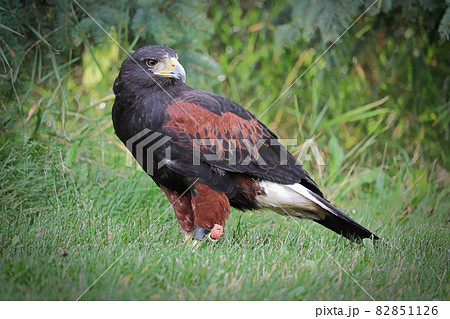 Side profile of a Harris's Hawk on the grass 82851126