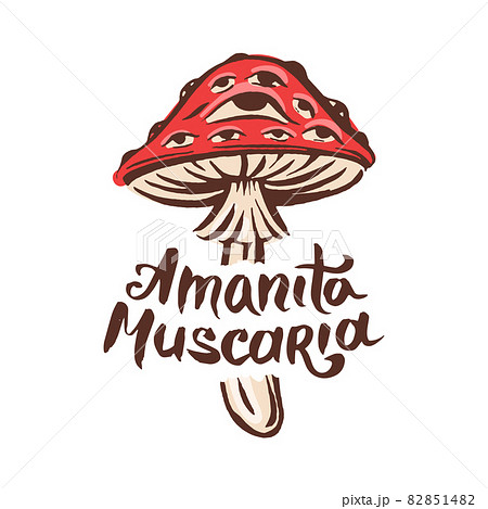 Amanita Muscaria Poison Toxic Mushroom のイラスト素材 8514