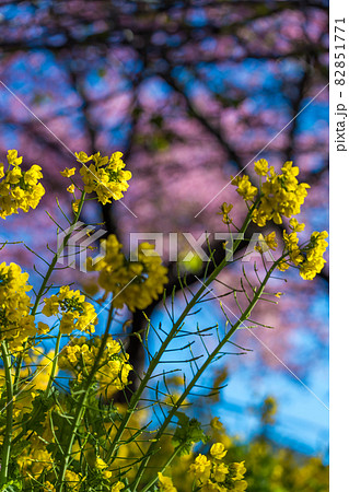 【松田町松田山、満開の河津桜と菜の花】 82851771