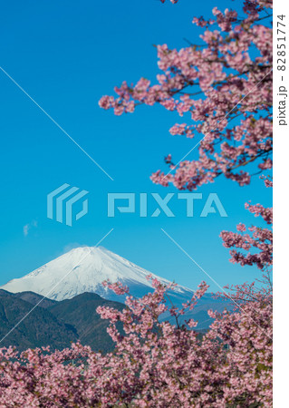 松田町松田山 満開の河津桜と富士山 の写真素材