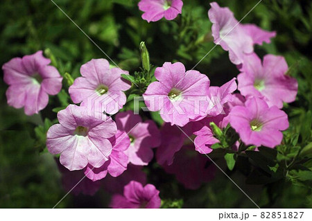 ペチュニア  薄紅色の花 82851827